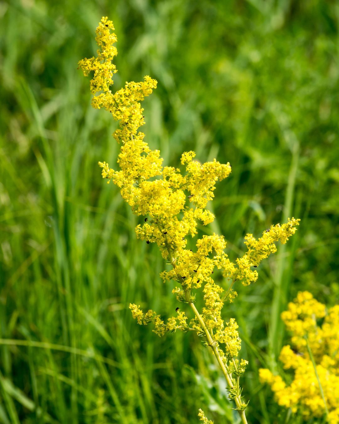 flori-de-Sânziene