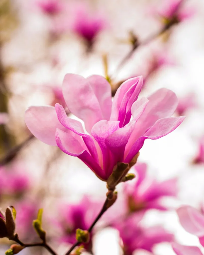 Flori de magnolie primăvara