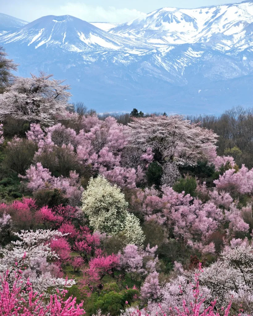 Primăvară în munții Japoniei