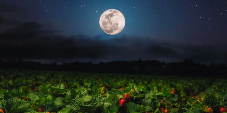 Luna Căpșunilor sau Luna Plină din iunie
